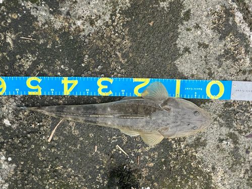 マゴチの釣果