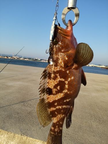 キジハタの釣果