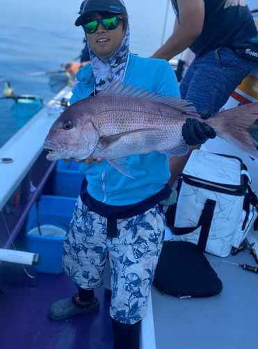 マダイの釣果