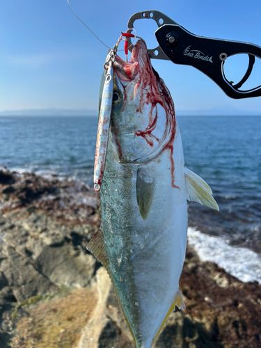 ヤズの釣果