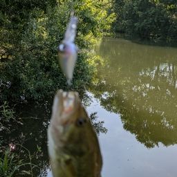 ラージマウスバス