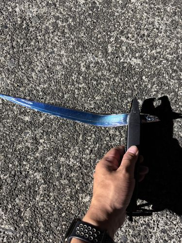 タチウオの釣果