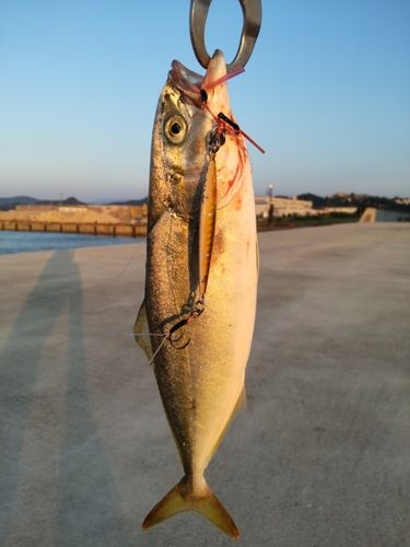 ツバスの釣果
