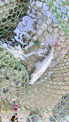 イワナの釣果