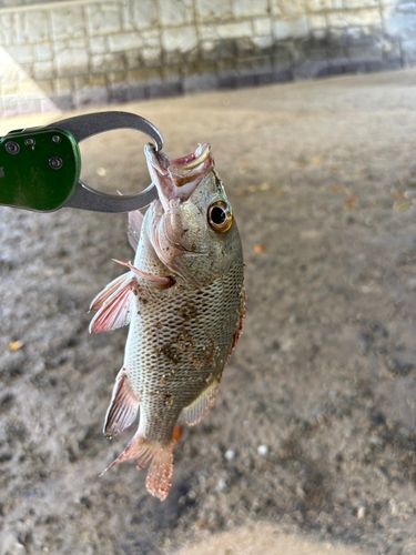 ゴマフエダイの釣果