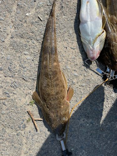 マゴチの釣果