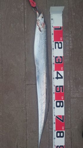 タチウオの釣果