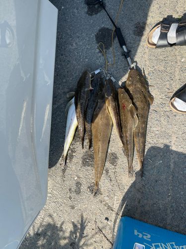 マゴチの釣果