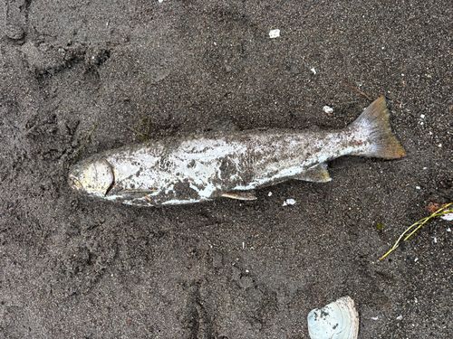 アメマスの釣果