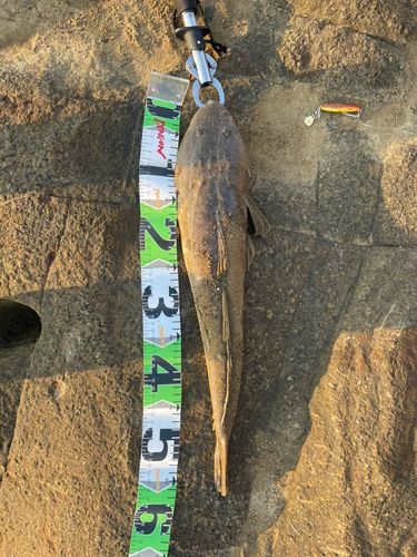 マゴチの釣果