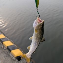 アメマス
