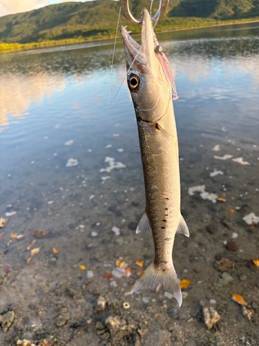 オニカマスの釣果