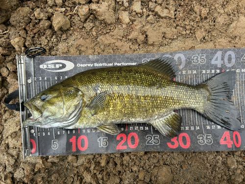 スモールマウスバスの釣果