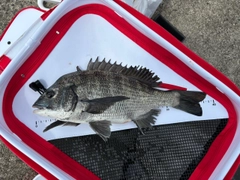 チヌの釣果