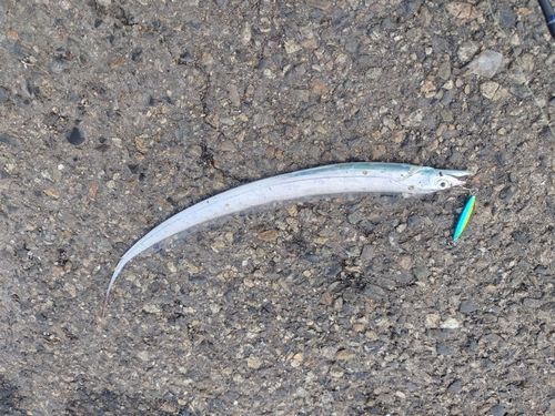 タチウオの釣果