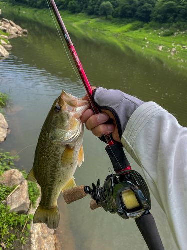 ブラックバスの釣果