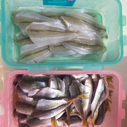 アジ