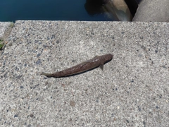 エソの釣果