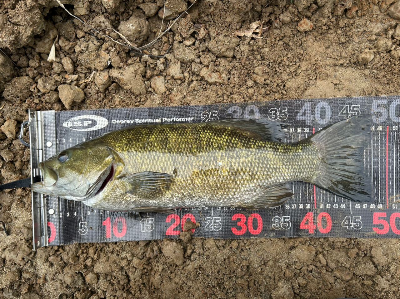 スモールマウスバス