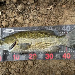 スモールマウスバス