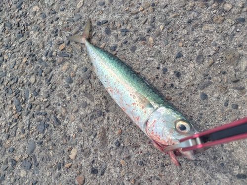 サバの釣果