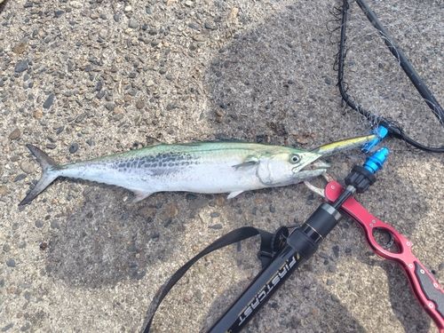 サゴシの釣果