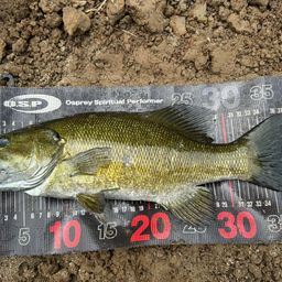 スモールマウスバス