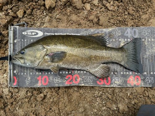 スモールマウスバスの釣果