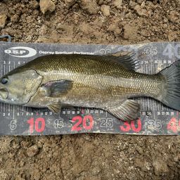 スモールマウスバス