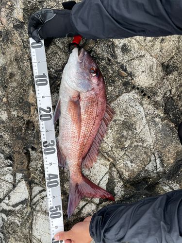 マダイの釣果