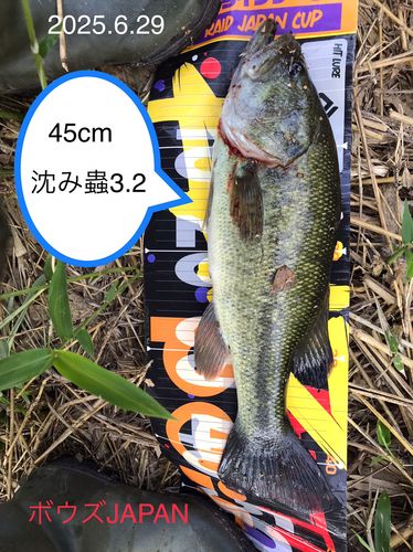 ブラックバスの釣果