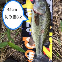 ブラックバス