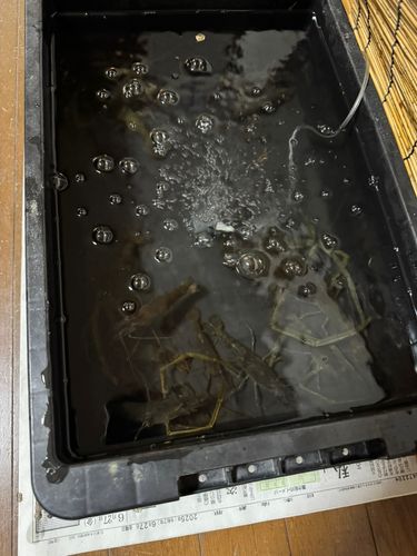 テナガエビの釣果