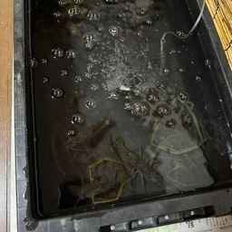 テナガエビ