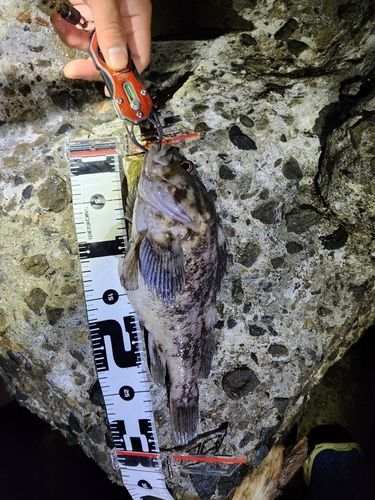 クロソイの釣果