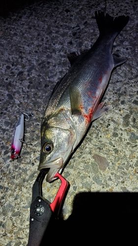 フッコ（マルスズキ）の釣果