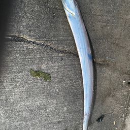 タチウオ