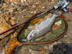 ヤマメの釣果