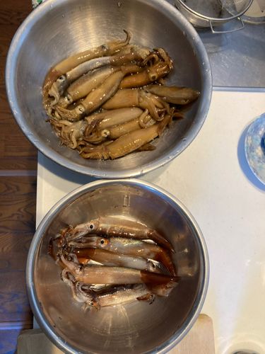スルメイカの釣果