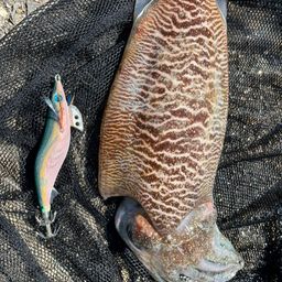 コウイカ