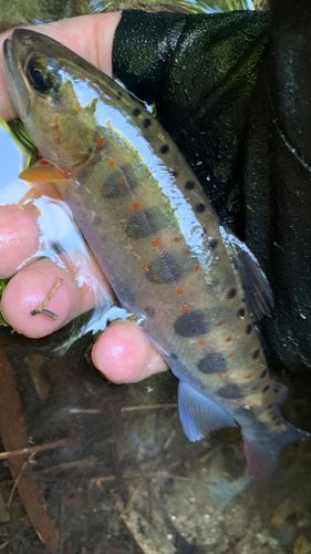 アマゴの釣果