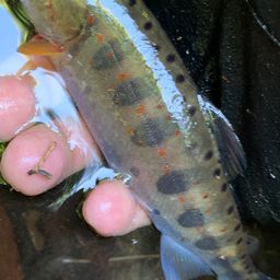 アマゴ