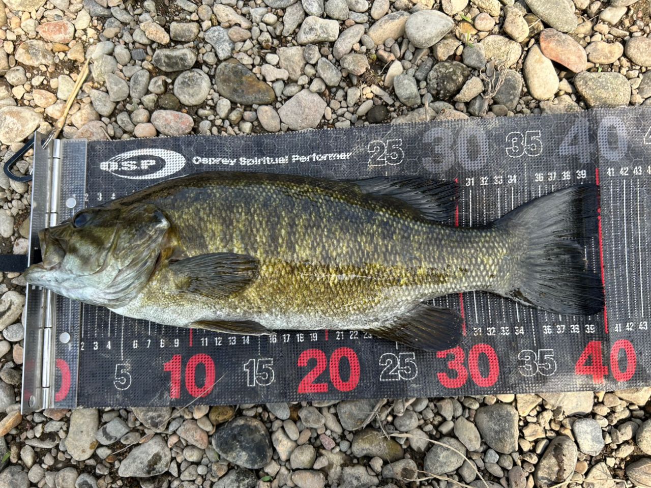 スモールマウスバス