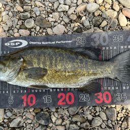 スモールマウスバス