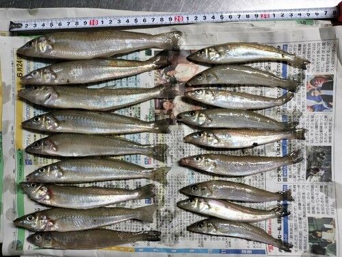 キスの釣果