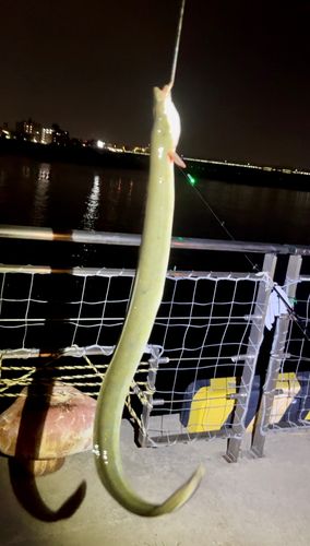 ウナギの釣果