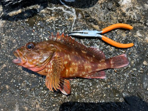 カサゴの釣果