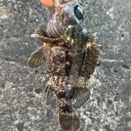 ムラソイ