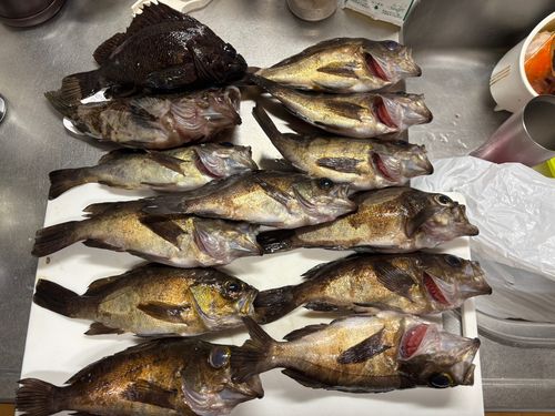 メバルの釣果