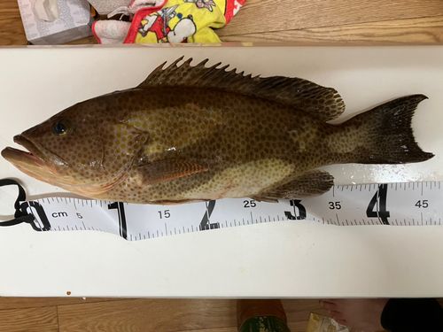オオモンハタの釣果